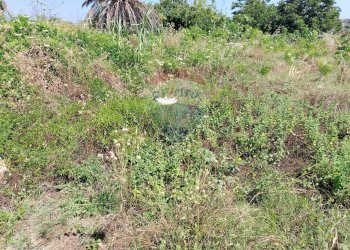 Giardino - Terreno agricolo via Bulotta
 
snc, Carini - foto 5