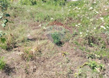 Giardino - Terreno agricolo via Bulotta
 
snc, Carini - foto 8