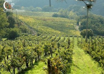 Foto 60 - Villa via Ampinana
 
10, Vicchio - foto 60