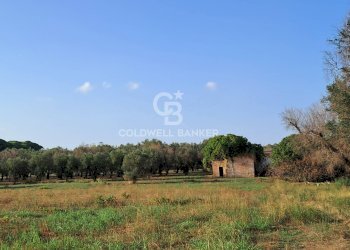 Foto 3 - Rustico Contrada Cazzanoce
 
snc, Mesagne - foto 3