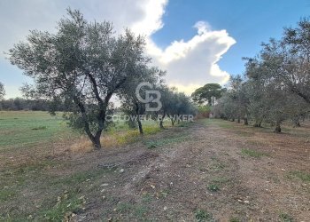 Foto 27 - Rustico Contrada Cazzanoce
 
snc, Mesagne - foto 27