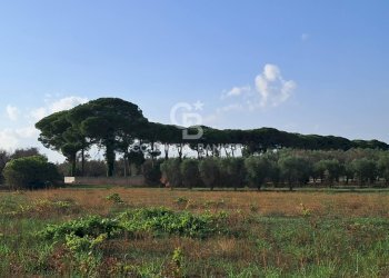 Foto 15 - Rustico Contrada Cazzanoce
 
snc, Mesagne - foto 15