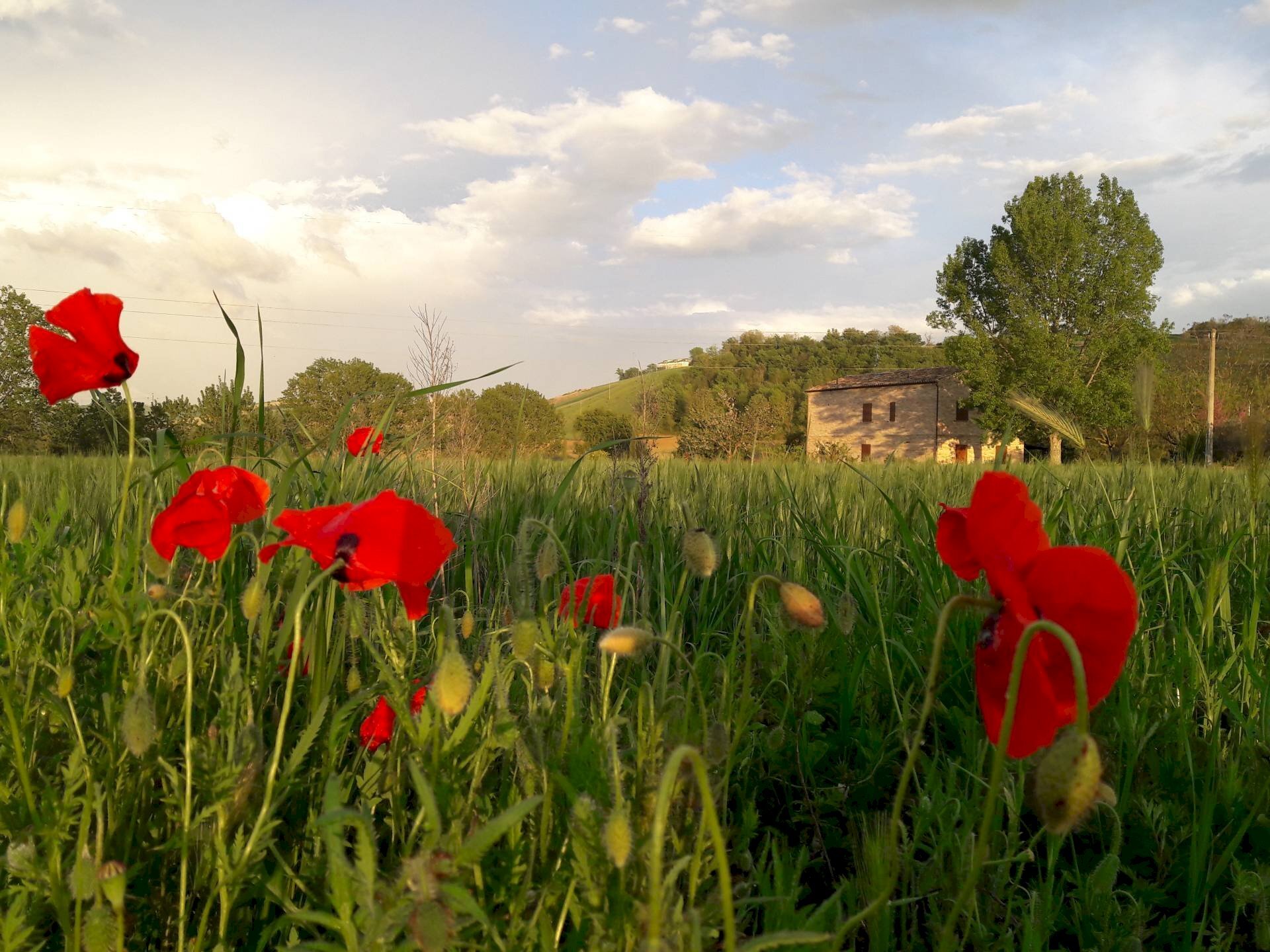 Foto 1 - Villa STRADA PROVINCIALE 87, Fermo - foto 1