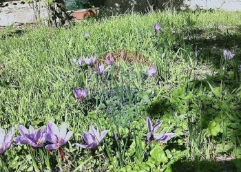 Foto 19 - Casa semi indipendente Via Fontana Terranova
 
41, Palena - foto 19