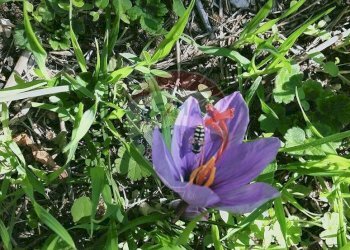 Foto 20 - Casa semi indipendente Via Fontana Terranova
 
41, Palena - foto 20