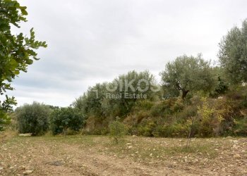 Foto 5 - Agricultural land C.da Saccollino
 
snc, Noto - photo 5