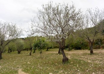 Foto 7 - Agricultural land C.da Saccollino
 
snc, Noto - photo 7