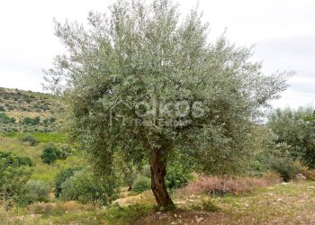 Foto 12 - Agricultural land C.da Saccollino
 
snc, Noto - photo 12
