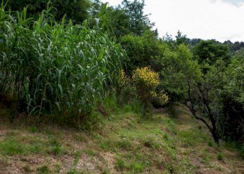 Terreno - Rustico Località Molli, Melazzo - foto 37