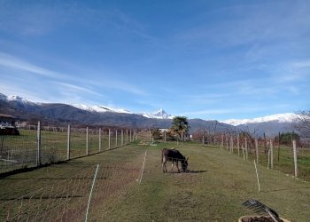 Casa semi indipendente Via degli Alteni, 3, Martiniana Po - foto 7
