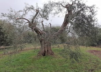 Rustico Castel del Piano - foto 48