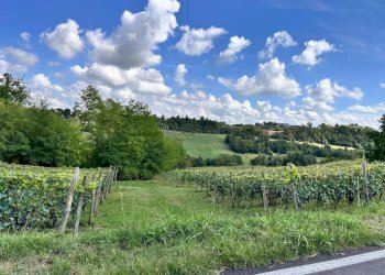 Vigneto - Villa Storica via MAZZINI, Montiglio Monferrato - foto 54