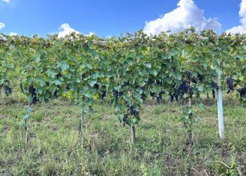 Vigneto - Villa Storica via MAZZINI, Montiglio Monferrato - foto 55