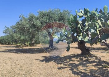 Giardino - Terreno agricolo CONTRADA COMMENDA, Caltagirone - foto 6