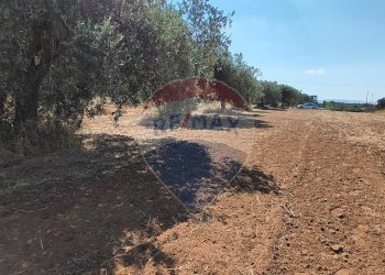 Giardino - Terreno agricolo CONTRADA COMMENDA, Caltagirone - foto 16