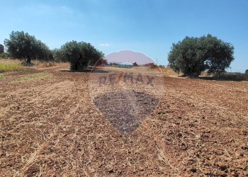 Giardino - Terreno agricolo CONTRADA COMMENDA, Caltagirone - foto 18