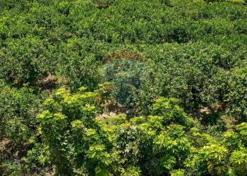 Giardino - Casa indipendente via dei gladioli
 
28, Taormina - foto 59