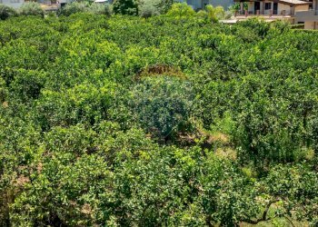 Giardino - Terreno agricolo via dei gladioli
28, Taormina - foto 5
