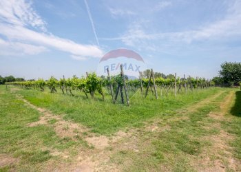 Giardino - Azienda agricola VIA PALAZZO
35, Viadana - foto 66