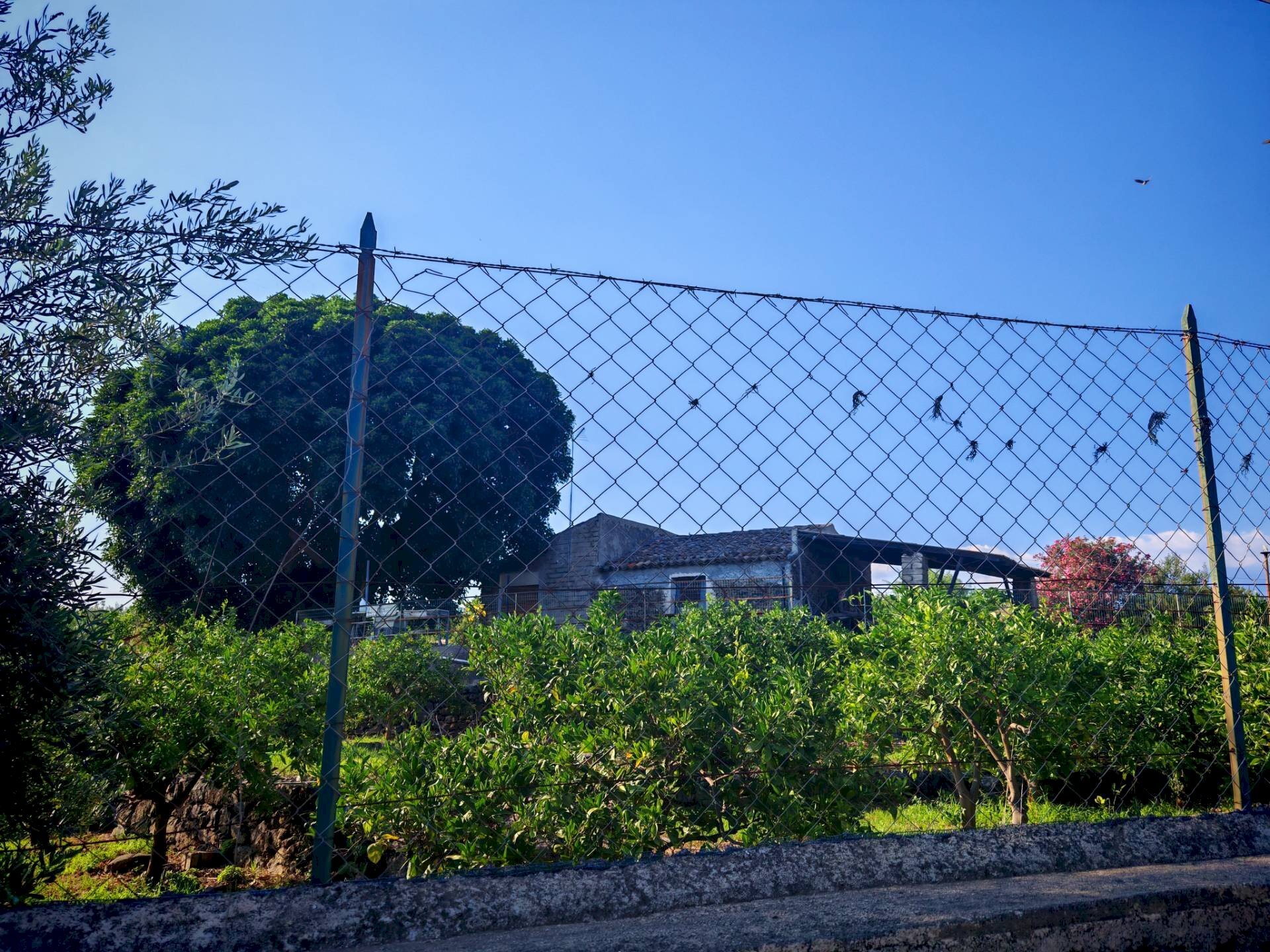 Foto 3 - Terreno agricolo Paterno - foto 3