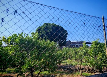 Foto 10 - Terreno agricolo Paterno - foto 10