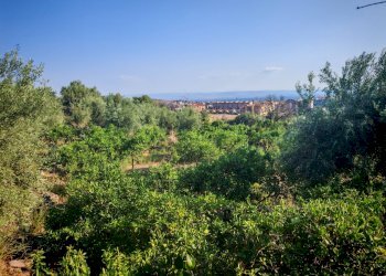 Foto 16 - Terreno agricolo Paterno - foto 16