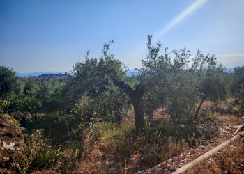 Foto 22 - Terreno agricolo Paterno - foto 22