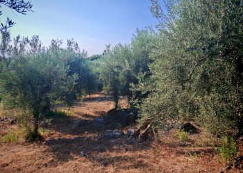 Foto 24 - Terreno agricolo Paterno - foto 24