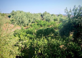 Foto 25 - Terreno agricolo Paterno - foto 25