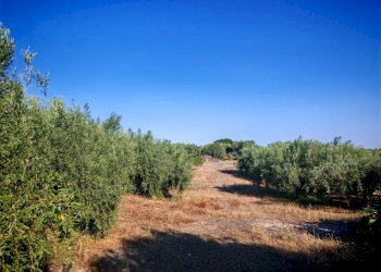 Foto 27 - Terreno agricolo Paterno - foto 27