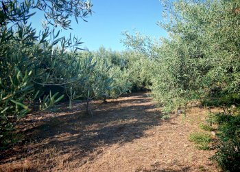 Foto 29 - Terreno agricolo Paterno - foto 29