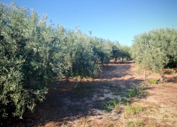 Foto 30 - Terreno agricolo Paterno - foto 30