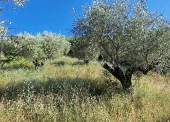 Terreno agricolo Via Fonte dell'Abbazia, Montesilvano - foto 1