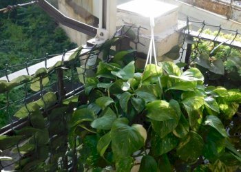 Quadrilocale Savona (zona Fornaci) - foto 20