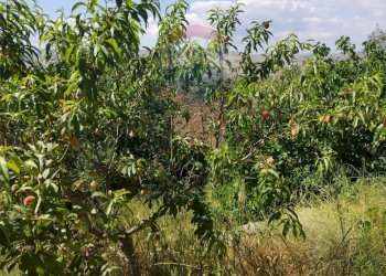 Giardino - Villa Contrada Poggio dell'Aquila
 
snc, Grammichele - foto 5