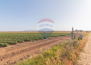 Giardino - Terreno agricolo strada provinciale S. donato
 
0, Orbetello - foto 11