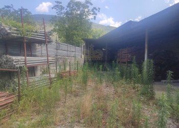 Foto 9 - Terreno agricolo viale michelangelo, Sirignano - foto 9