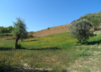 Foto 3 - Terreno agricolo Via Monterone, Monteprandone - foto 3