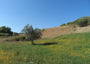 Foto 5 - Terreno agricolo Via Monterone, Monteprandone - foto 5