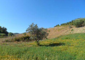 Foto 6 - Terreno agricolo Via Monterone, Monteprandone - foto 6