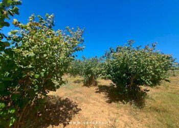 Foto 51 - Semi-detached house Vejano, Vejano - photo 51