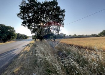 Non correlato - Terreno agricolo Santeramo in Colle - foto 2
