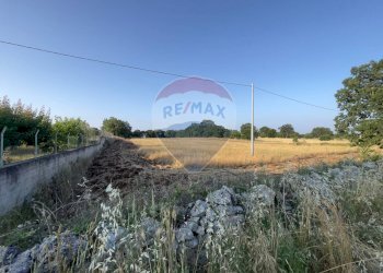Giardino - Terreno agricolo Santeramo in Colle - foto 5