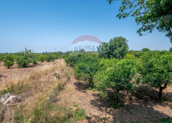 Giardino - Rustico Contrada Sant'Antonino
 
SNC, Comiso - foto 32