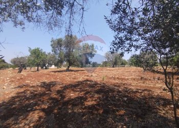 Giardino - Baita Contrada Pupo
 
snc, San Vito dei Normanni - photo 26