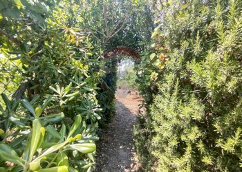 Giardino - Independent house San Vito dei Normanni - photo 35