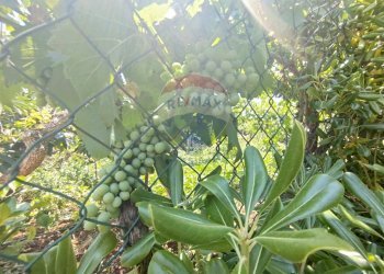 Vista delle montagne - Independent house San Vito dei Normanni - photo 36