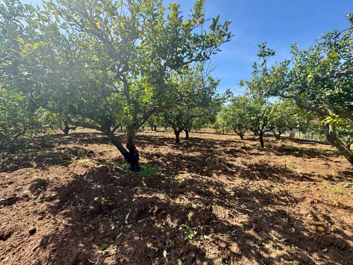 Foto 3 - Terreno agricolo Contrada San Giuseppe, Partinico - foto 3