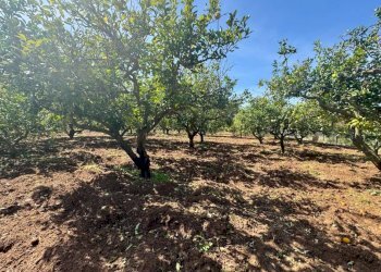 Foto 3 - Terreno agricolo Contrada San Giuseppe, Partinico - foto 3