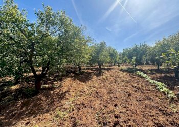 Foto 4 - Terreno agricolo Contrada San Giuseppe, Partinico - foto 4